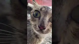 angel Vidio estetik kucing kampung 😂 #viral #viralvideo #kucing #cat #cats #kucinglucu #catvideos