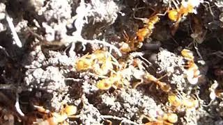 Red ants - Nest - Myrmica rubra - Maurar - Eldmaurar - Maurab&uacute; - Mauraegg - Skord&yacute;r