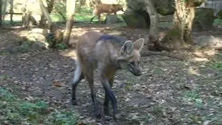 Thoiry Zoo 2022 (clip)