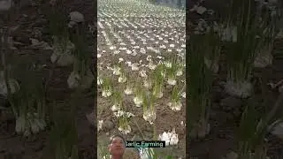 Review the methods for sowing and growing garlic.