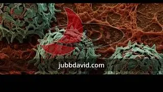 The Silent War on Immune Memory-