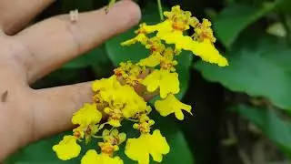 COMO SALVAR ORQUÍDEAS QUE NÃO TEM GEMAS DÊ BROTAÇÃO 
