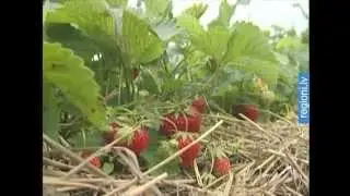 Lauka zemeņu ražas sezona sākusies
