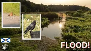 My Favorite BIRDING Spot was Flooded ... (POV Bird Photography in Nova Scotia)
