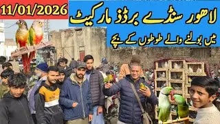 Lahore Sunday Birds Market Updates. #birds 