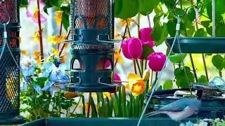 Healing Sleep Music and Meditation for the Soul