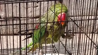 BATHING 🧼🧼 ROUTINE OF MY ALEXANDER PARROTS TITU AND MITTHU!!