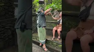 Famous monkey selfie!! Behind the scenes in Bali