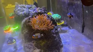 UNBOX REEF ROIDS WITH ME AND TANK UPDATES ON NEW CORALS