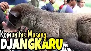 Komunitas Musang Jakarta Timur 