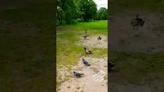 Wild birds' fight: a small coot attacks big ducks