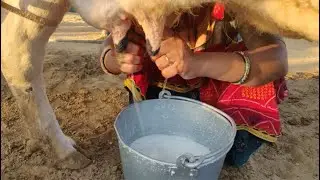 HF COW Live Milking || Cow milking by hand.. evening daily life || village life me tarbuj ki kheti