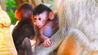 Calming Nature and Baby Monkey | Ideal Relaxation Video