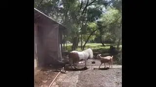 #minihorse #farming #ladyfarmer #goats #lovestory #unlikelyfriends #farmlife