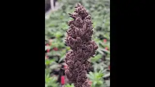 2021 Avatar full Spectrum 6500K Greenhouse gavita pro 1700e lm301h 320W LED Grow Lighting 1200W