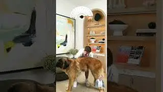 Mr. beast Carrying small to big dogs #mrbeast #comedy #cutedog #funnyface #funniestvideo #funnycute