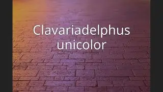 Clavariadelphus unicolor