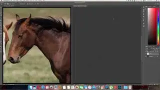 Horse digital painting
