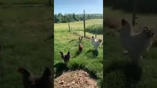 GIANT Brahma rooster !!