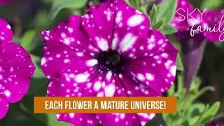 Selecta one bedding and balcony highlights season 2020/2021 &ndash; FlowerTrials 2020 teaser