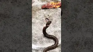 Did you know some cobras have ZOMBIE VENOM?#snake #wildlife #shorts_ #1