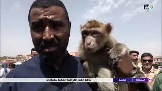 جامع الفنا.. المراقبة الصحية للحيوانات