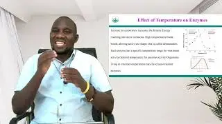 Effect Of Temperature On Enzymes