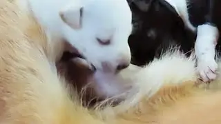 #puppy🐕🐕Poor newest buppies try to have breastfeeding mummy💋💋 #puppyplaytime #puppies #breastfeeding