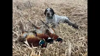Hunting Late Season Roosters In IOWA! (Public land)