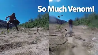 Desert Cobra Surprise