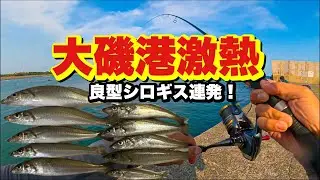 大磯港でシロギス爆釣！ちょい投げで狙う良型サイズ【釣り初心者必見】