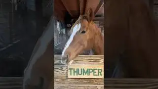 Let&rsquo;s #say depends on if #ask the #horse or #telling #weather or #not