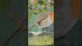 Robin red breast relaxing #nature #uk #wildlife #birds #robin #naturelovers #birdwatching
