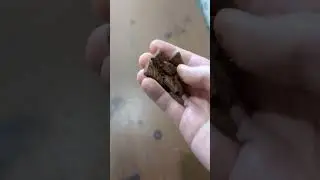 COOKIE CRUSHING ASMR 🍪 🔨