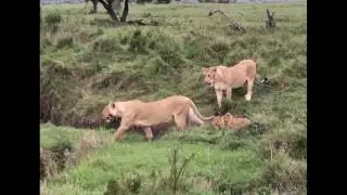 An afternoon in the Mara North Conservancy.