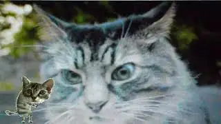 MEEOOWW!!! my winter car cat phone call