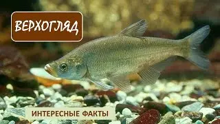 ВЕРХОГЛЯД🐟/Рыбы/Животные/Интересные факты