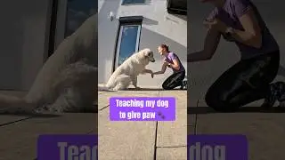 How I taught my dog to give paw 🐾 #dog #shorts