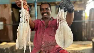 SQUID FISH 🐟 KASIMEDU AMAZING FISH CUTTING SKILLS #kasimedufihcutting