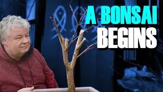 A Bonsai Begins: Shocking Japanese Maple Makeover!!!