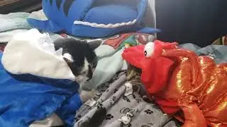 Cute cats in fish costumes.  #tuxedocats #tuxedocat #cute  #tabbycats #cat
