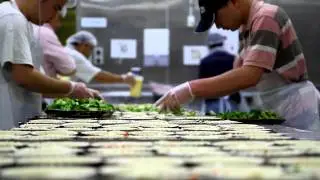 hollywood bakery christmas promo