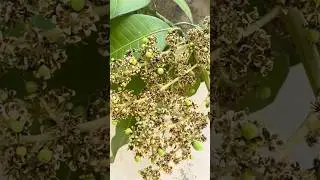 Awee cutest mango growing #mango #grow #nature