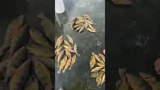 Some slight perch bite #perch #icefishing #fish #reels #fishing