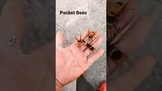 Pocket Bees