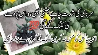 How to grow permanent hardy plant from cuttings .Best plant for hanging baskets.