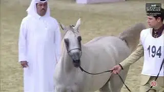 N 194 HAMZA AL JAHAM   28th Qatar National AHS 2025   Yearling Colts Class 6B