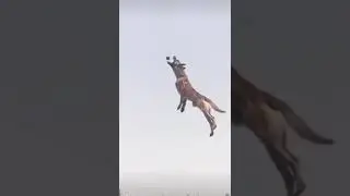 Our dogs talent