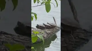 Three Turtles hanging out on a log at Radnor Lake