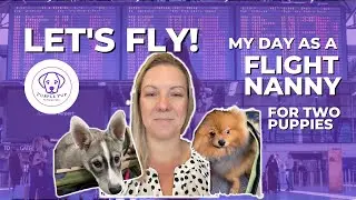 FLIGHT NANNY | Three days, two pups, lots of travel adventures.